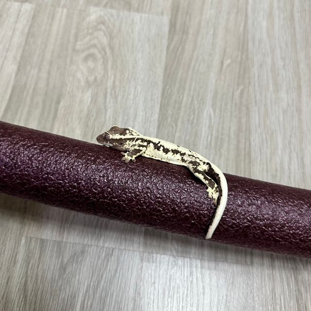 프라푸치노
