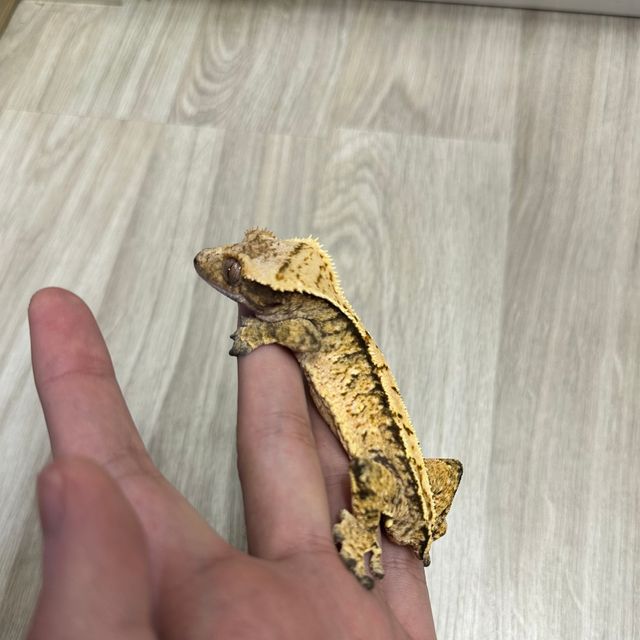 트라이