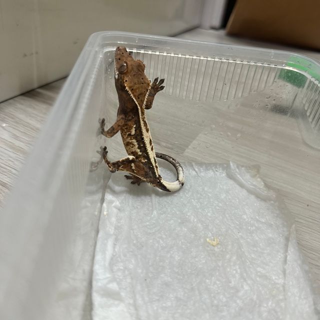 트라이 세이블