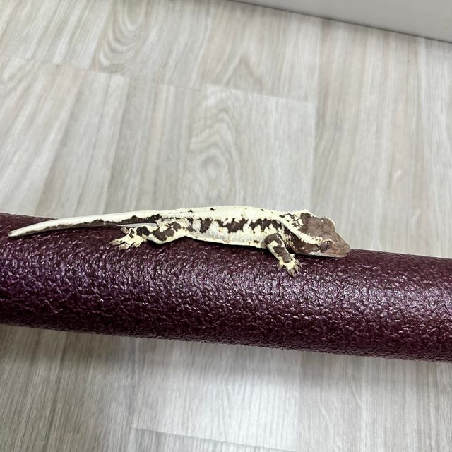 프라푸치노