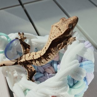 헤라