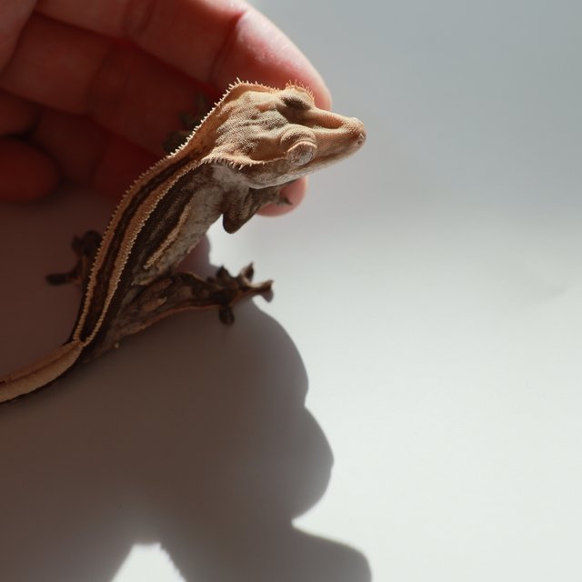 슈퍼스트라이프 엠티백 노멀 쿼드 풀핀 핀스트라이프