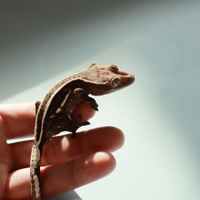 아잔틱 풀핀 쿼드