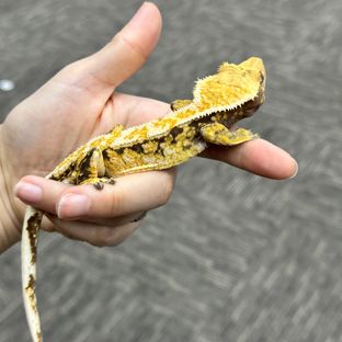 노멀 트라이 드리피 익스트림할리퀸