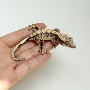 노멀 드리피 화이트스팟