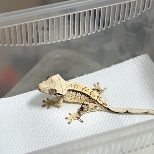 노멀 드리피 화이트스팟