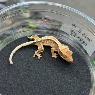 노멀 드리피 화이트스팟