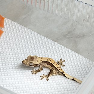 반려동물 이미지