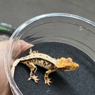 노멀 풀핀 화이트스팟 드리피