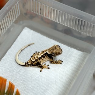 노멀 트라이 화이트스팟