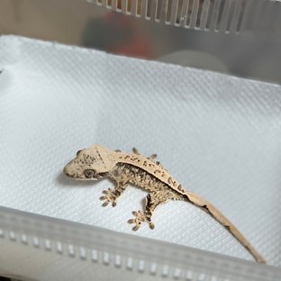 노멀 드리피 화이트스팟