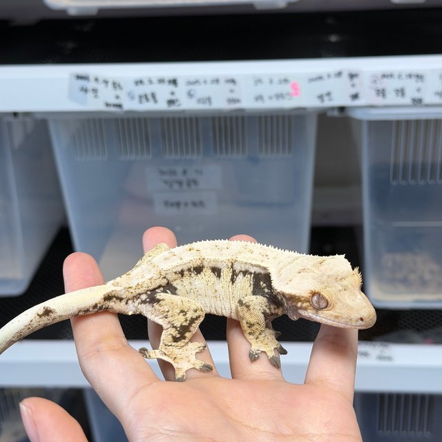 노멀 화이트스팟 드리피