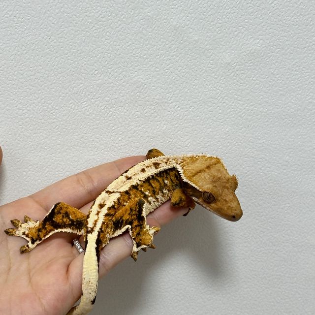 트라이 익스트림할리퀸