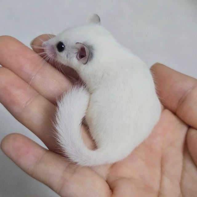루시스틱