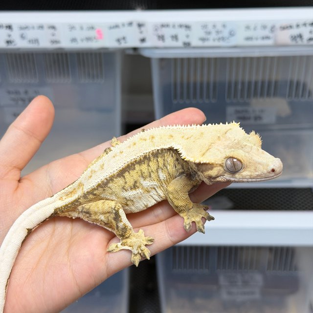 노멀 드리피 쿼드