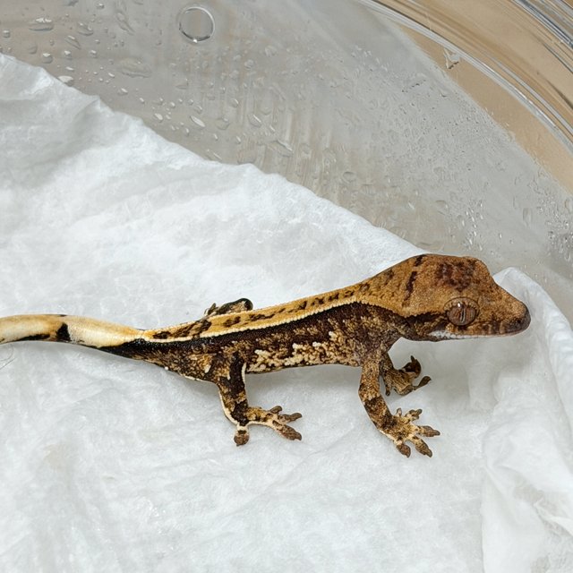 노멀 화이트스팟 쿼드