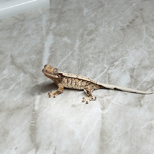 노멀 화이트스팟 드리피