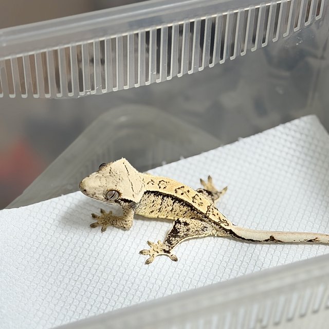 노멀 드리피 화이트스팟