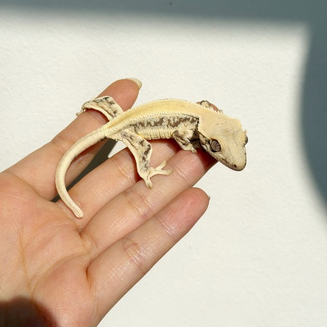 릴리화이트 솔리드백