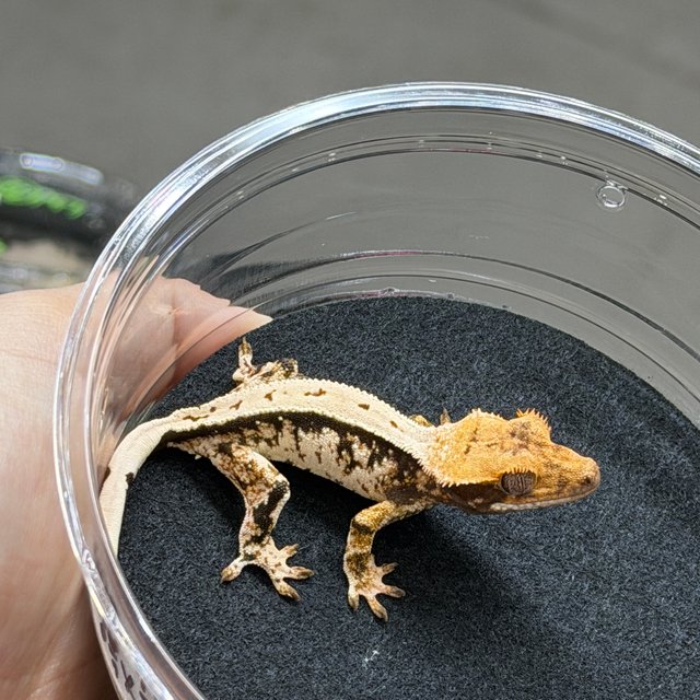 노멀 풀핀 화이트스팟 드리피