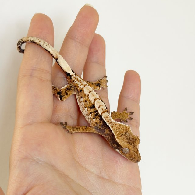 노멀 화이트스팟 드리피