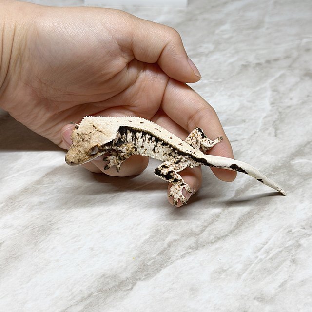 노멀 풀핀 화이트스팟 드리피