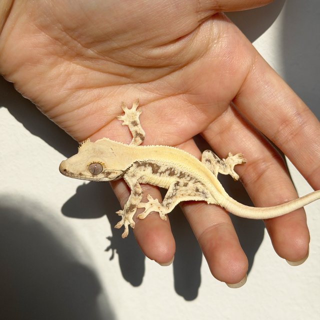 릴리화이트 솔리드백