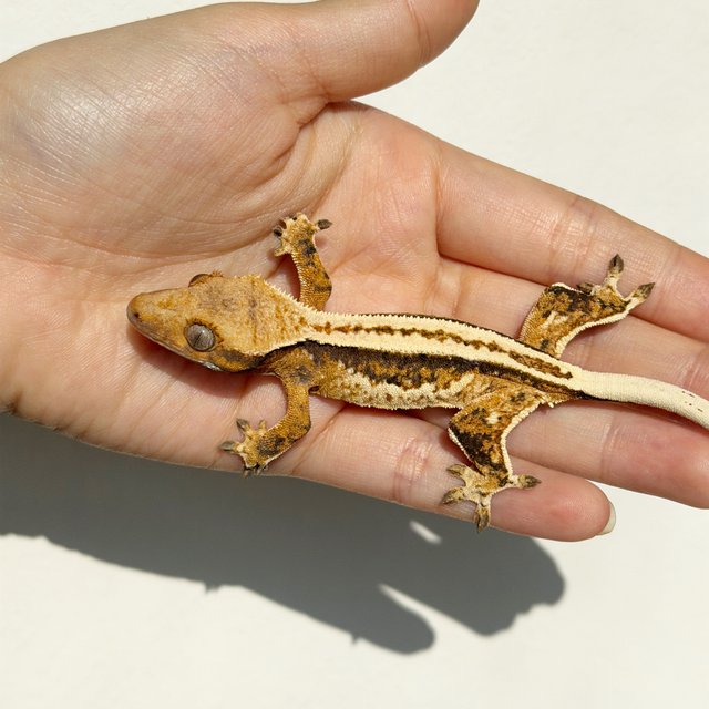 노멀 쿼드 풀핀