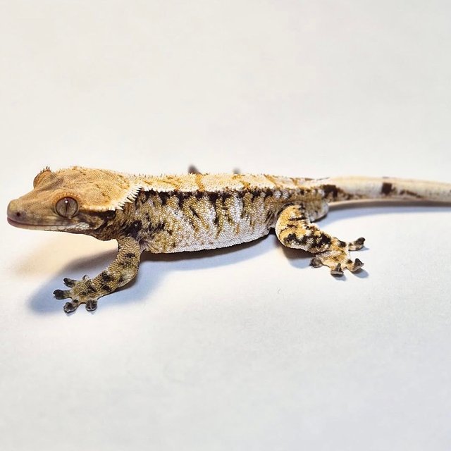 노멀 트라이 익스트림할리퀸