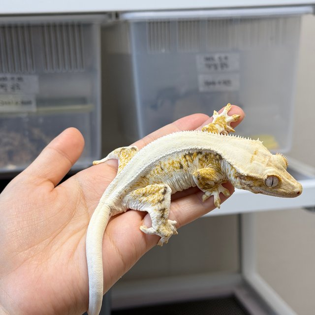 트라이 솔리드백 릴리화이트