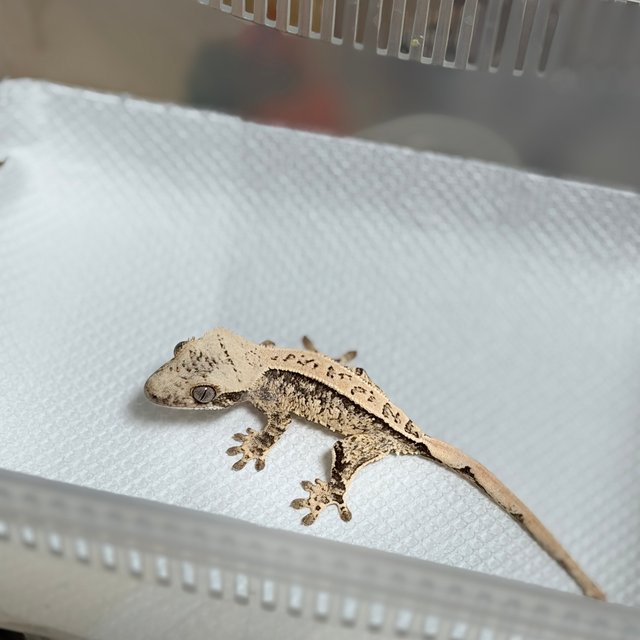 노멀 드리피 화이트스팟