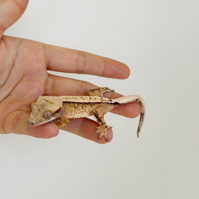 화이트스팟 크림 크림시클