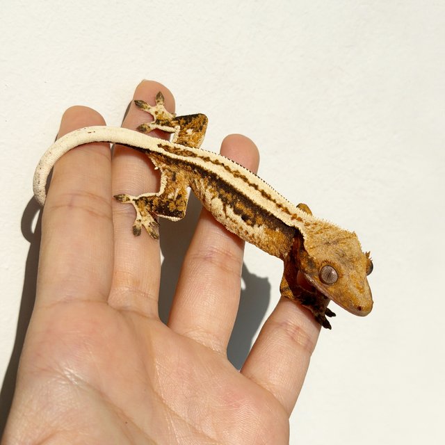 노멀 쿼드 풀핀