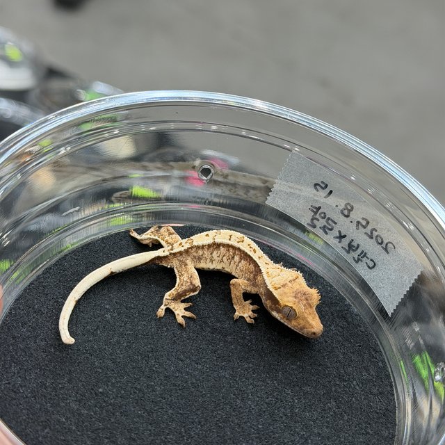 노멀 드리피 화이트스팟