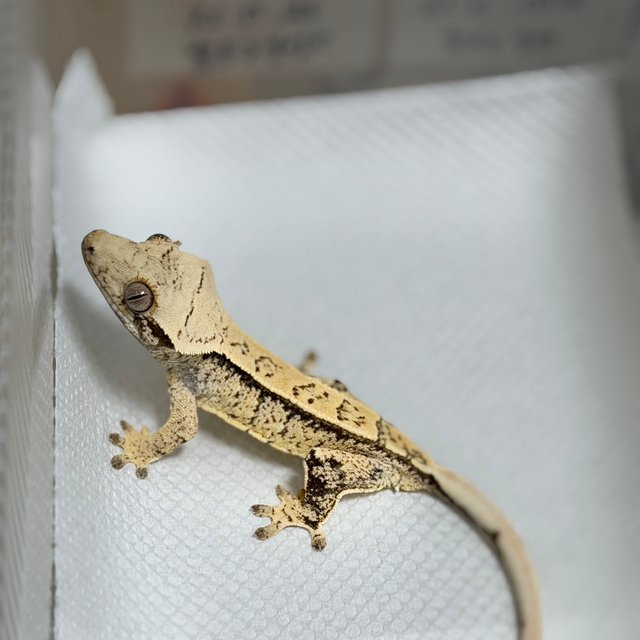 노멀 드리피 화이트스팟