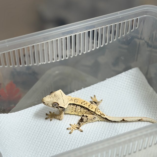 노멀 드리피 화이트스팟