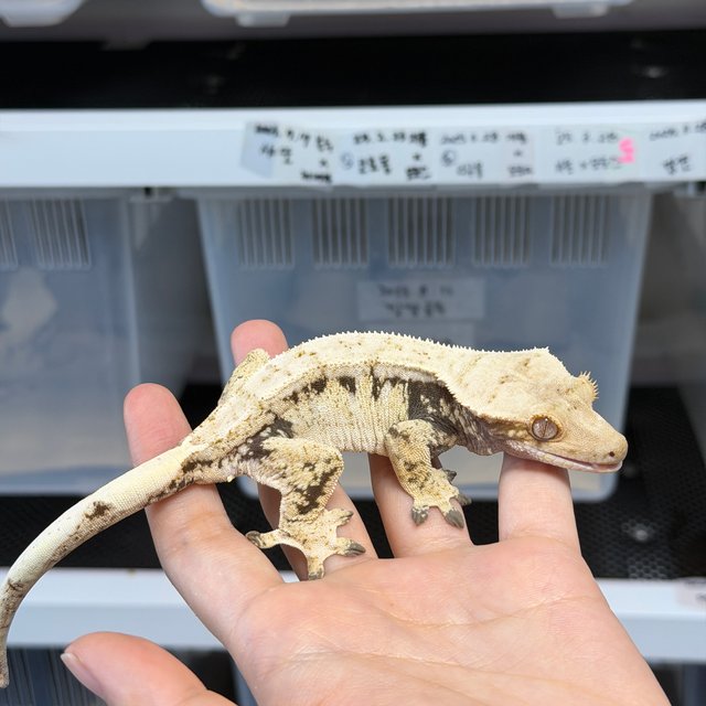 노멀 화이트스팟 드리피