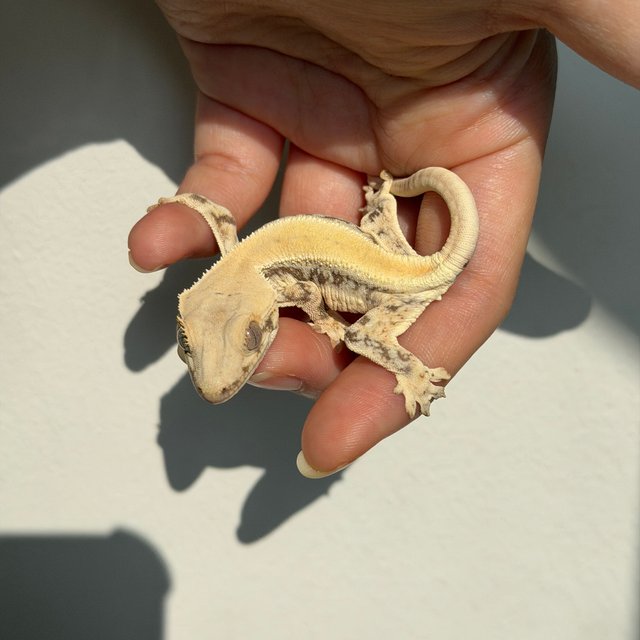 릴리화이트 솔리드백