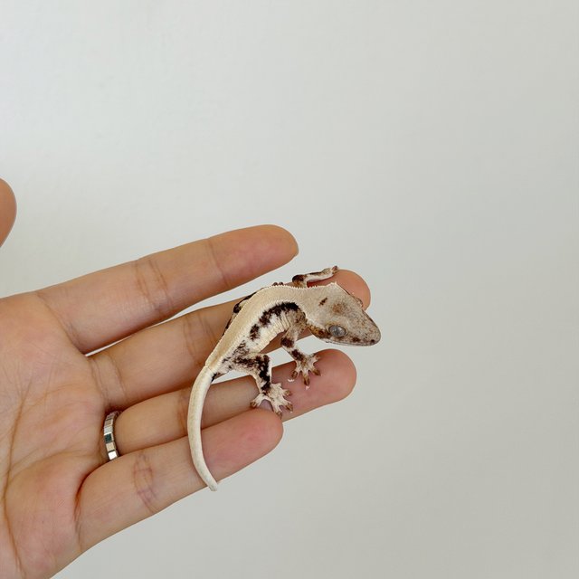 릴리화이트 솔리드백