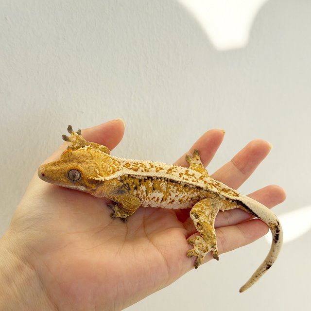 노멀 드리피 쿼드