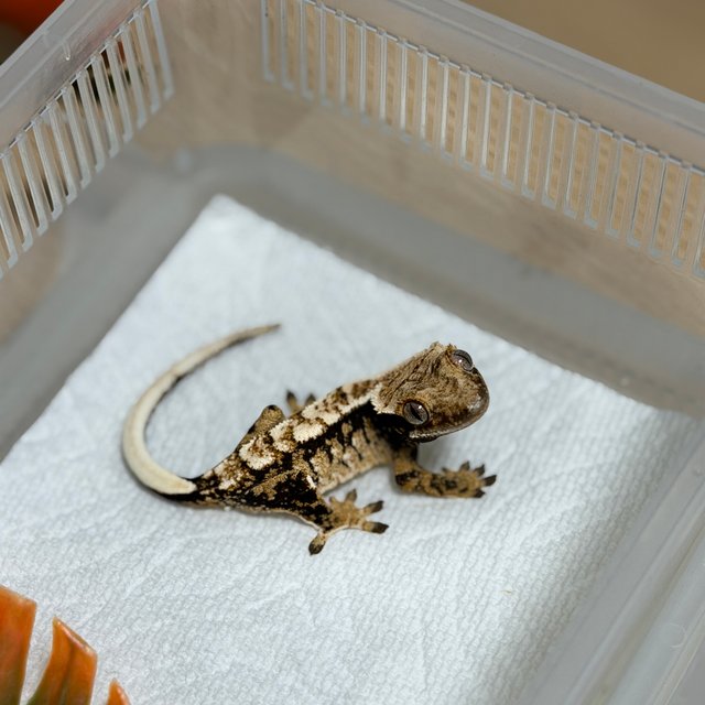 노멀 트라이 화이트스팟