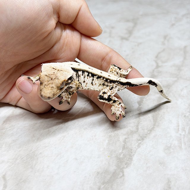 노멀 풀핀 화이트스팟 드리피