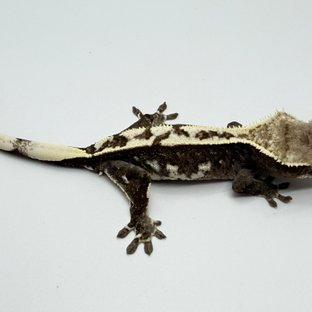 아잔틱