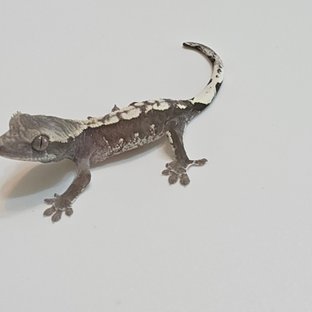 아잔틱