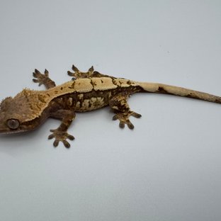 세이블