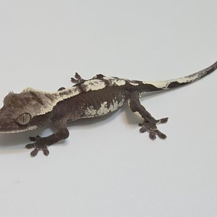 아잔틱