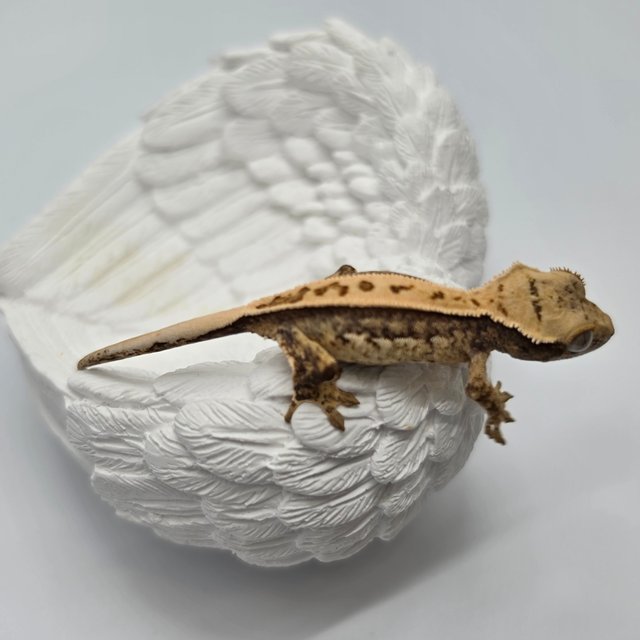 노멀 트라이 풀핀