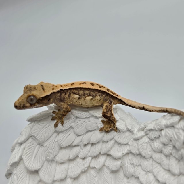 노멀 트라이 풀핀