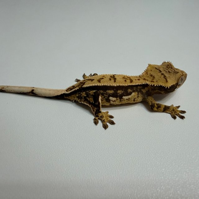 노멀 트라이 쿼드