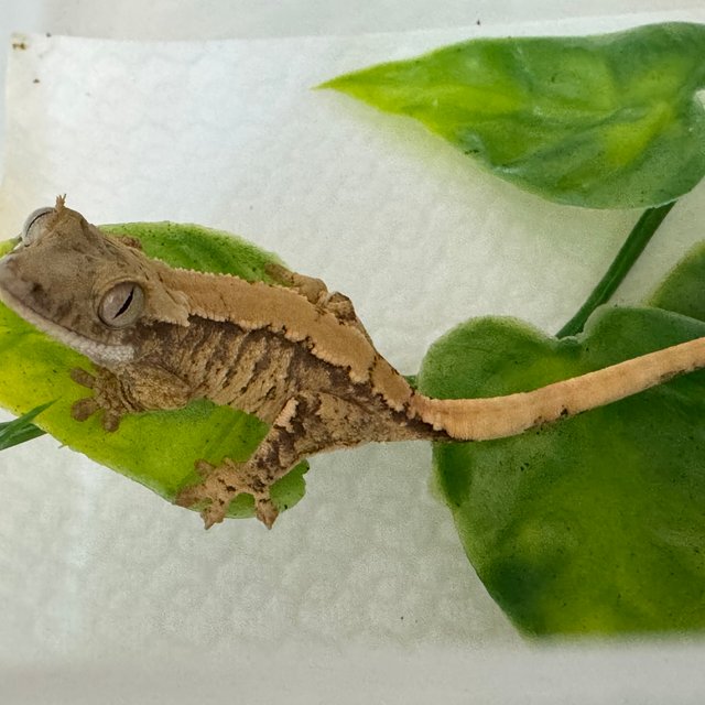 노멀 트라이 솔리드백